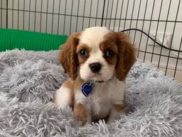 Kavalieriaus terjeras ieško naujų namų