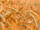 Купим пшеницу продовольственную - фото 1