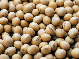 Купим сою на экспорт