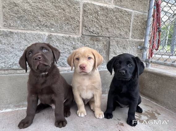 Labrador Retriever Puppies