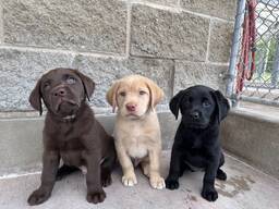 Labrador Retriever Puppies