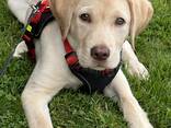 Лабрадор ретривер - photo 2