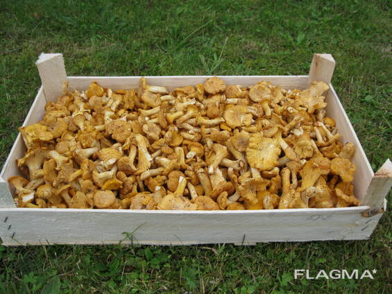 LT forest mushrooms chanterelles