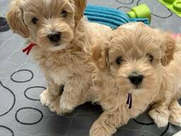 Maltipoo šuniukui reikia naujų namų