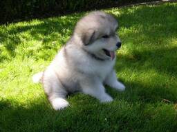 Mielas Aliaskos malamutų šuniukų aprašymas