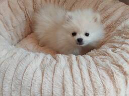 Mielas Pomeranijos špico šuniuko aprašymas