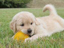 Mieli auksaspalvių retriverių šuniukai