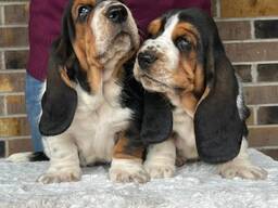 Mieli basethaundų šuniukai pasiruošę naujiems namams