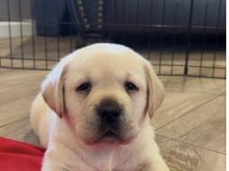 Mieli Labradoro retriverių šuniukai