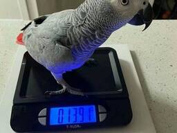 Mielos afrikinės pilkosios papūgo