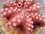 Мороженные морепродукты и рыба в Литву от завода из Китая - фото 8
