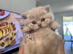 Munchkin kačiukai
