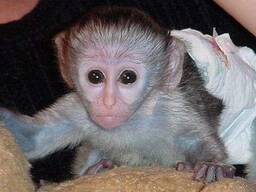 Mūsų žaliosios beždžionėlės sveikos