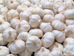Natural grade a garlic for sale