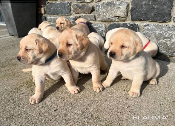 Nauji labradoro retriverio