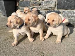 Nauji labradoro retriverio