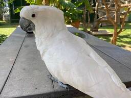 Nuostabi kakadu papūga