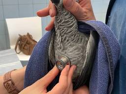 Nuostabus afrikinis pilkasis paukštis