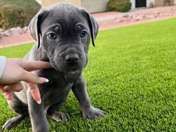 Nuostabus Cane Corso šuniukas laisvas