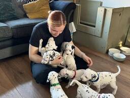 Nuostabūs dalmantinų šuniukai laisvi