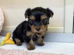 Nuostabus jorkšyro šuniukas