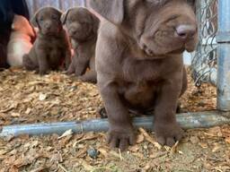 Nuostabūs labradoro šuniukai ieško amžinų namų