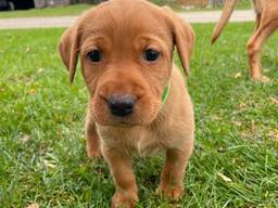 Nuostabūs labradoro šuniukai ieško amžinų namų