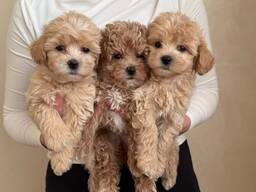 Nuostabūs maltipoo šuniukai