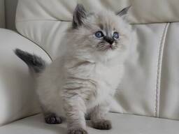 Nuostabūs Sibiro kačiukai