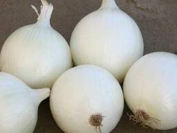 Onion Kameta F1