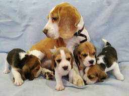 Paprasti biglių šuniukai