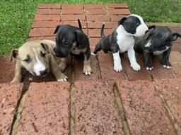 Parduodami anglų bulterjerai