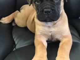 Parduodami grynaveisliai bulmastifų šuniukai.