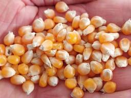 Parduodu kukurūzus spragėsiams 100 t