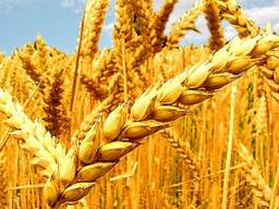 Покупаем пшеницу 3 -4 класс в Польшу, на экспорт