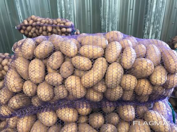 Lenkijos bulvės: Vineta, Soraya, Queen Anne ir kt.