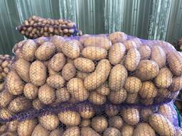 Lenkijos bulvės: Vineta, Soraya, Queen Anne ir kt.