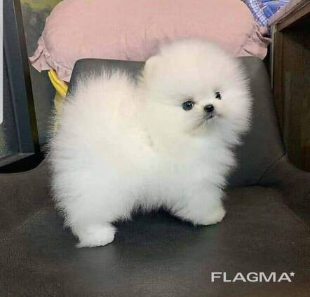 Pomeranų veislės šuniukai
