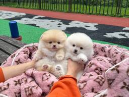 Pomeranijos šuniukai