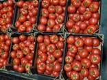 Помидор розовый, красный, сливка, черри (производство Польша) - фото 2
