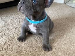 Prancūzų buldogo šuniukas ieško amžinų namų