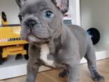 Prancūzų buldogo šuniukas pasiruošęs mylintiems namams - фото 1