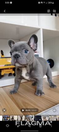 Prancūzų buldogo šuniukas pasiruošęs mylintiems namams