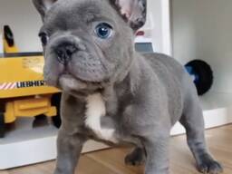 Prancūzų buldogo šuniukas pasiruošęs mylintiems namams