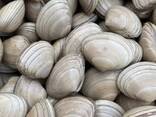 Premium Clams — Fresh/Frozen Seafood Supply - фото 1