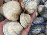 Premium Clams — Fresh/Frozen Seafood Supply - фото 2