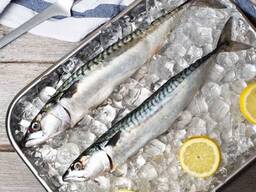Premium Frozen Mackerel — Wholesale Seafood Supply