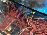 Premium Rock Lobster — Wholesale Seafood Supply - фото 2