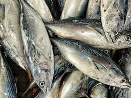 Premium Tuna Fish — Wholesale Seafood Supply