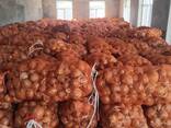 Продается Лук репчатый - фото 2